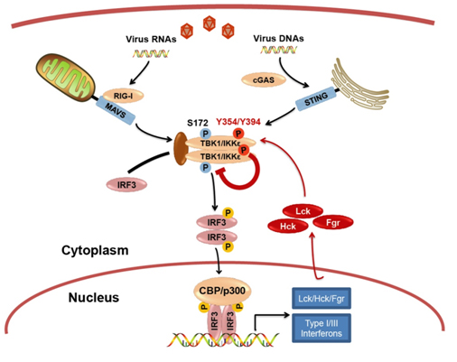 NEWS-Cell Host & Microbe-xpl20170614.jpg